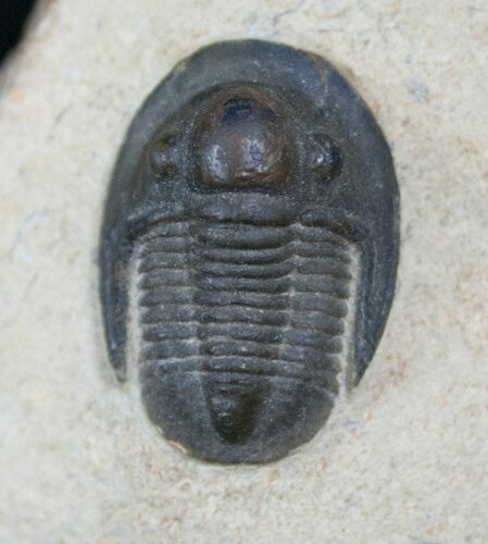 Rare Proetina Ihmadii Trilobite - Very Inflated #15383